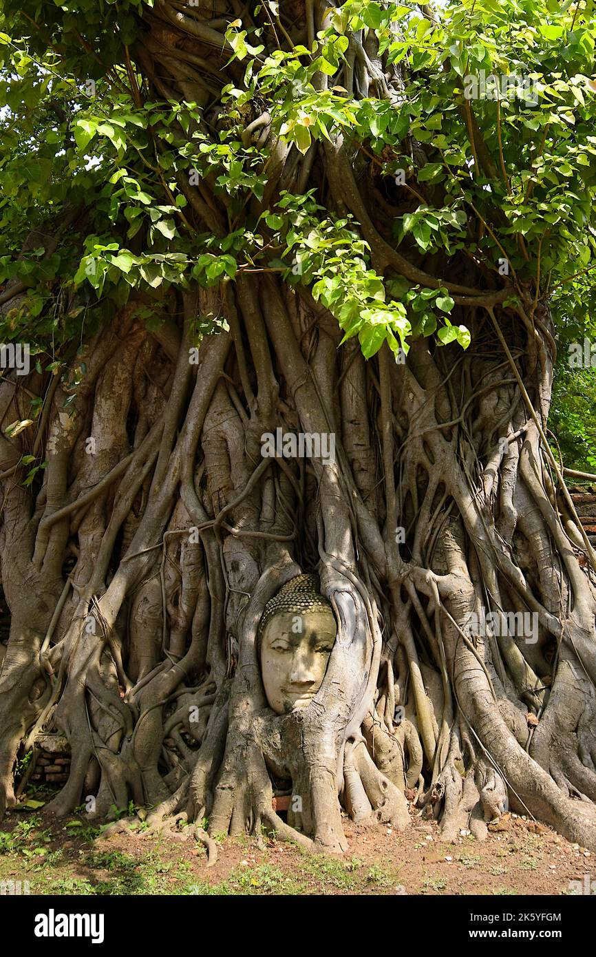 La testa di Buddha di pietra è intrecciata da radici di alberi, un'immagine iconica di Wat Mahathat, Ayutthaya, Thailandia Foto Stock