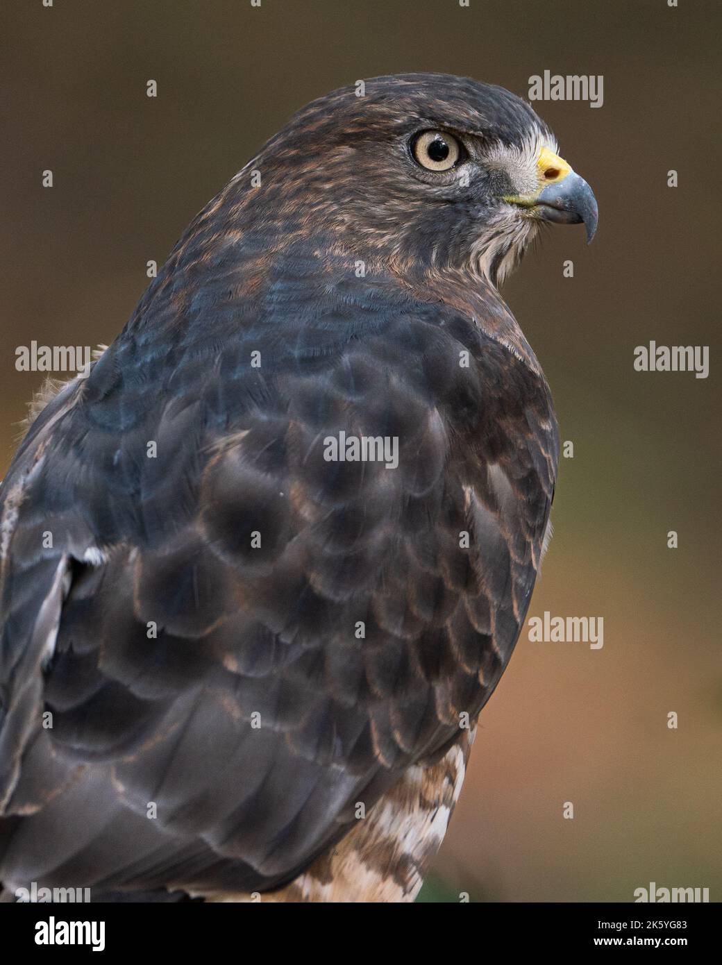 Un ritratto di un falco ad alette larghe Foto Stock