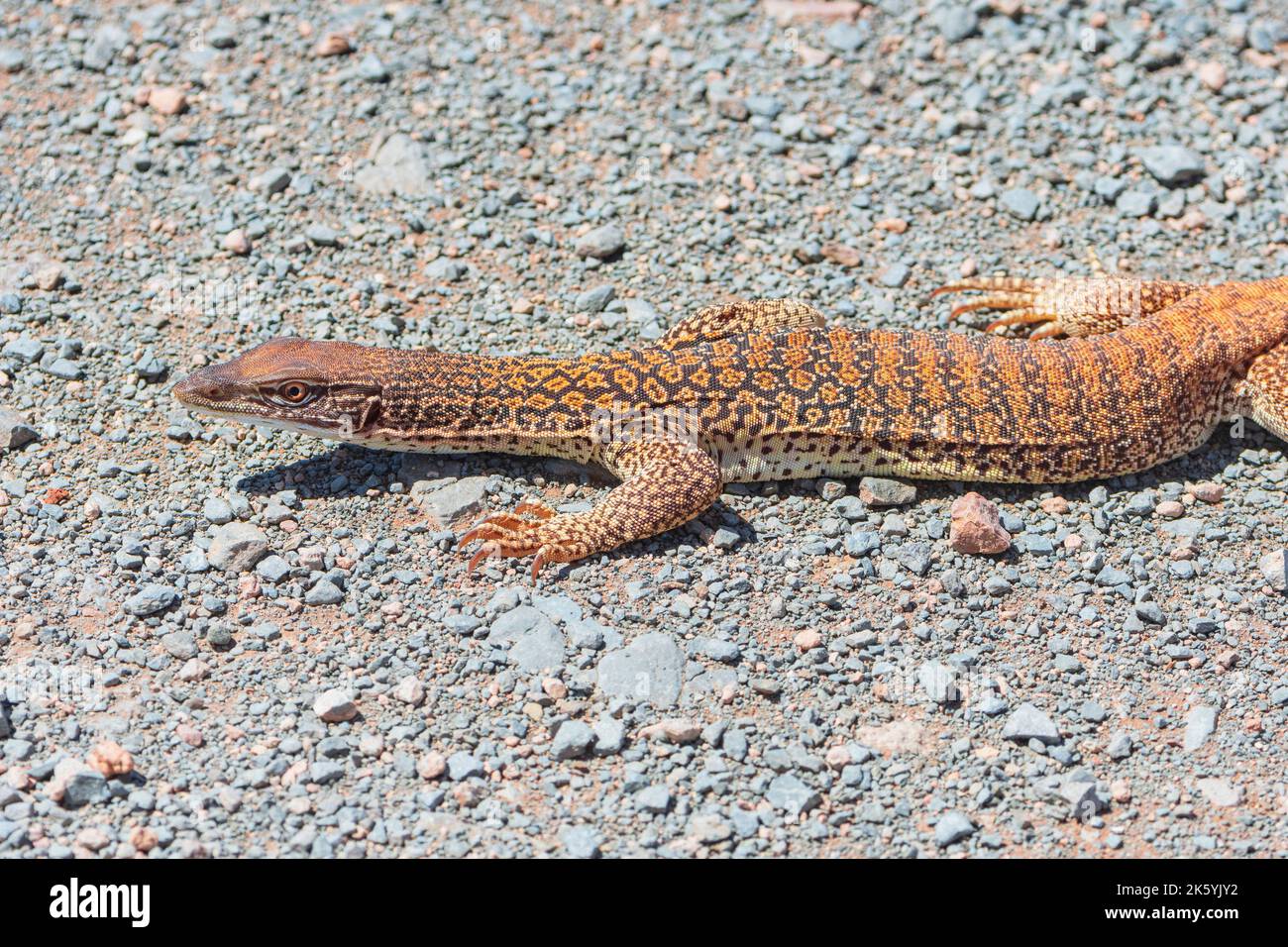 Vista laterale di un Sand Monitor (Varanus gouldii gouldii) nel deserto Simpson, Northern Territory, NT, Australia Foto Stock