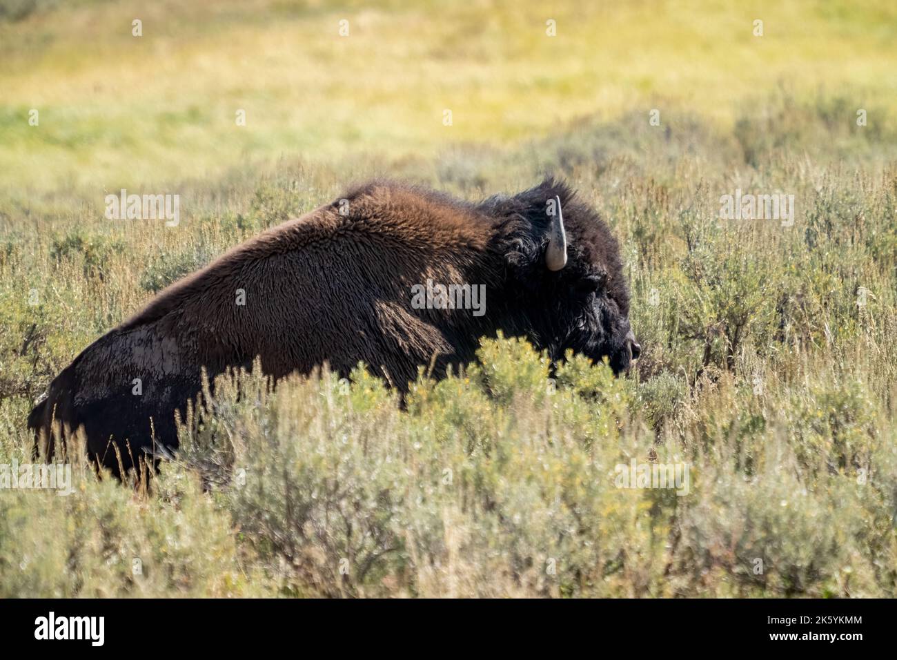 Parco nazionale di Yellowstone, Wyoming, Stati Uniti. Bisonti riposati nella Hayden Valley Foto Stock