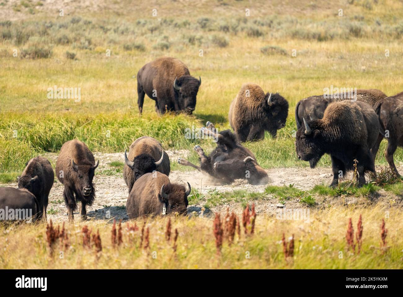 Parco nazionale di Yellowstone, Wyoming, Stati Uniti. Bagnare la polvere di bisonte in un deambulatore. Foto Stock
