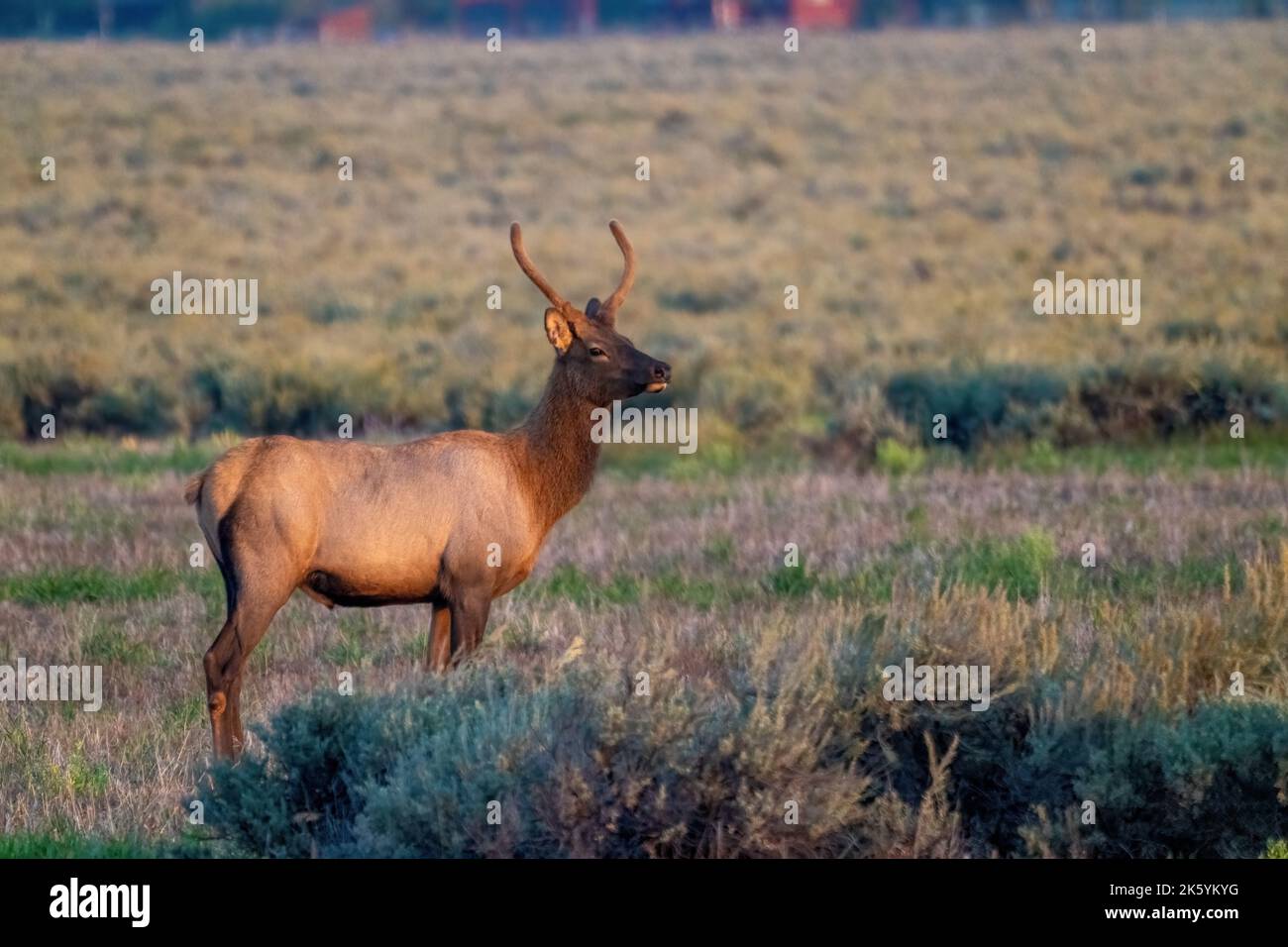 Grand Teton National Park, Wyoming, Stati Uniti. Giovane toro alce Foto Stock