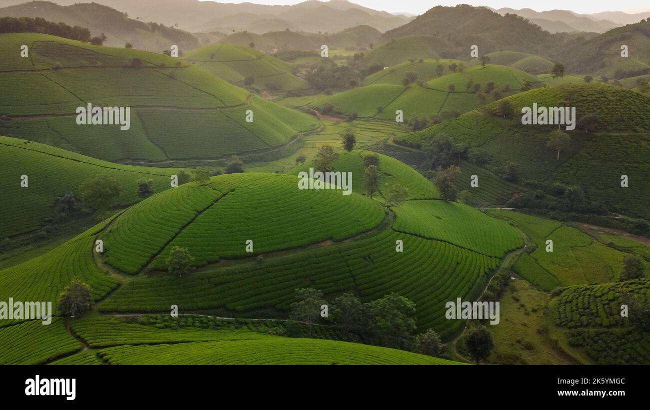 Belle colline del tè, coltivatori che raccolgono i campi agricoli del tè a Long Coc, Tan Son, Phu Tho, Vietnam Foto Stock