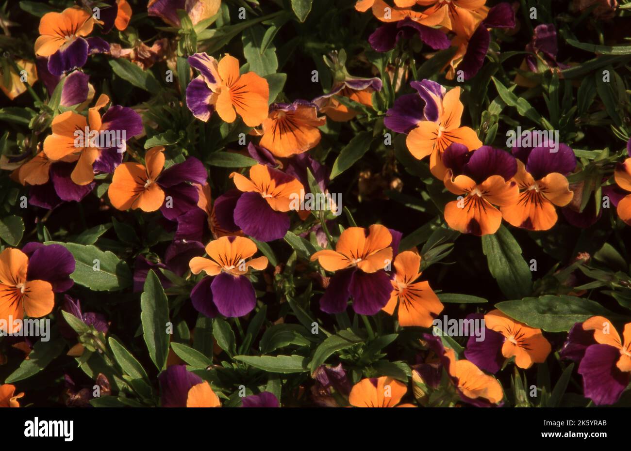 VIOLA X CORNUTA BICOLORE COMUNEMENTE CONOSCIUTA COME VIOLA CORNUTA O FIOR DI STELLA CORNUTO. AUSTRALIA. Foto Stock
