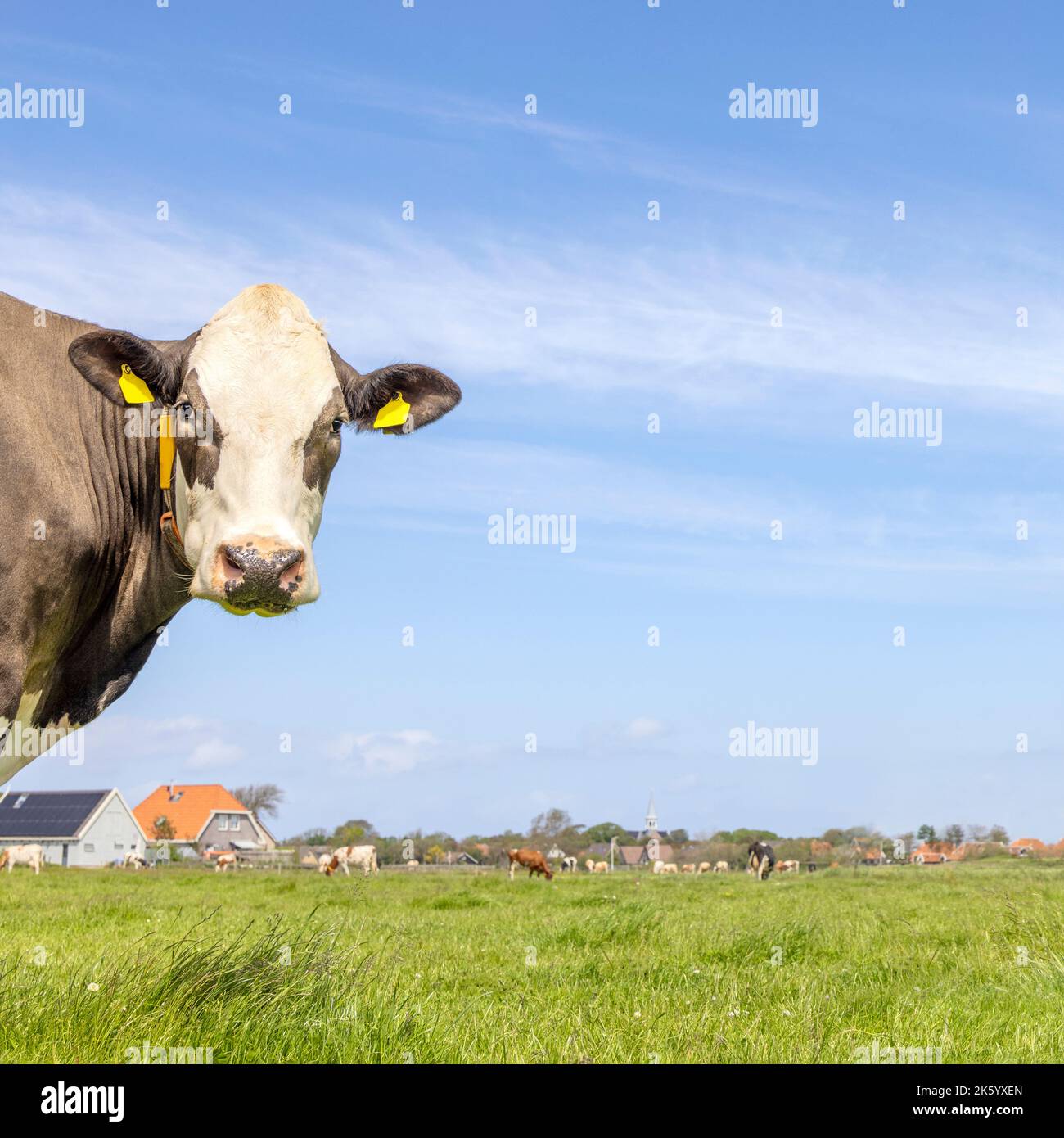 Mucca guardando a sinistra, in un paesaggio di campagna, testa dietro l'angolo, un cielo blu, guardando la macchina fotografica, in piedi, marrone e bianco, spazio di copia Foto Stock