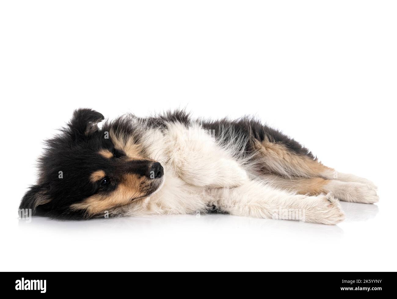 Puppy Rough Collie di fronte a sfondo bianco Foto Stock