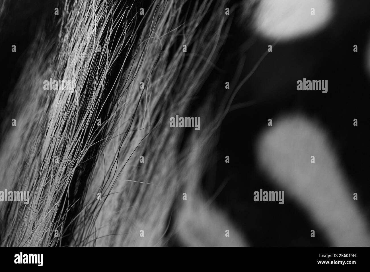 Mane particolare di una zebra Foto Stock