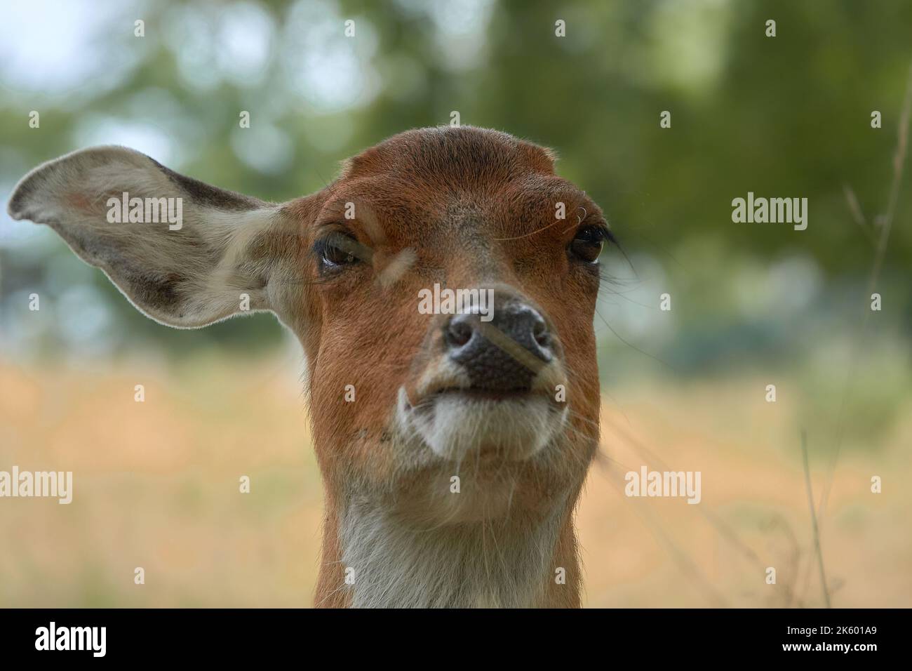 Ritratto di un capriolo sika femmina Foto Stock