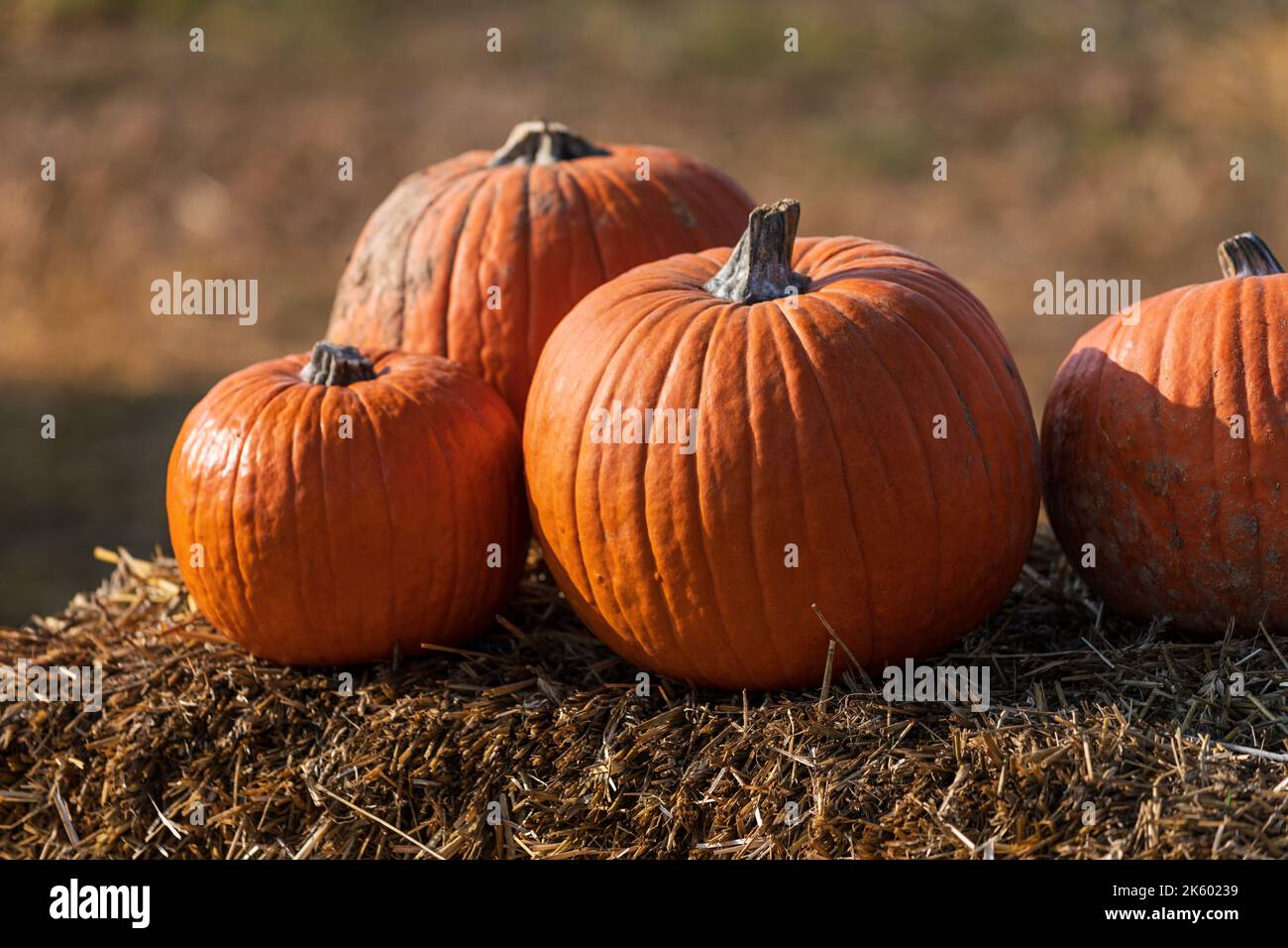 Zucche arancioni sul pagliaio durante il giorno di sole Foto Stock