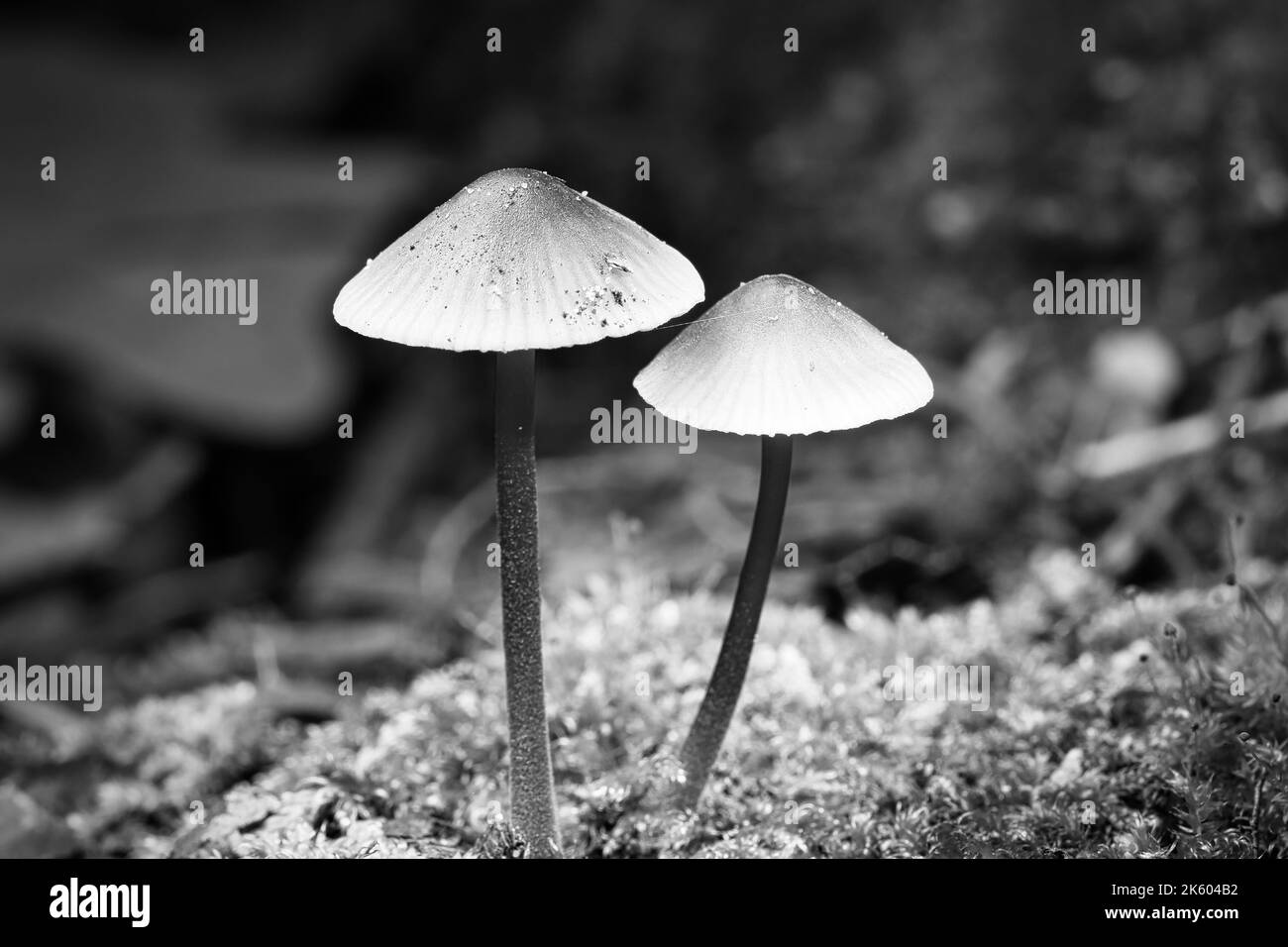 Due piccoli funghi filigrani fotografati in bianco e nero, su muschio con macchia luminosa nella foresta. Pavimento di foresta. Macro scattata dalla natura Foto Stock