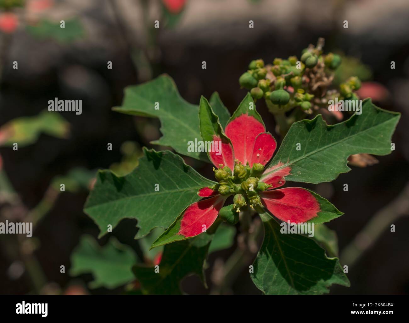 Primo piano di poinsettie rosse (Euphorbia pulcherrima) sfondo floreale Foto Stock