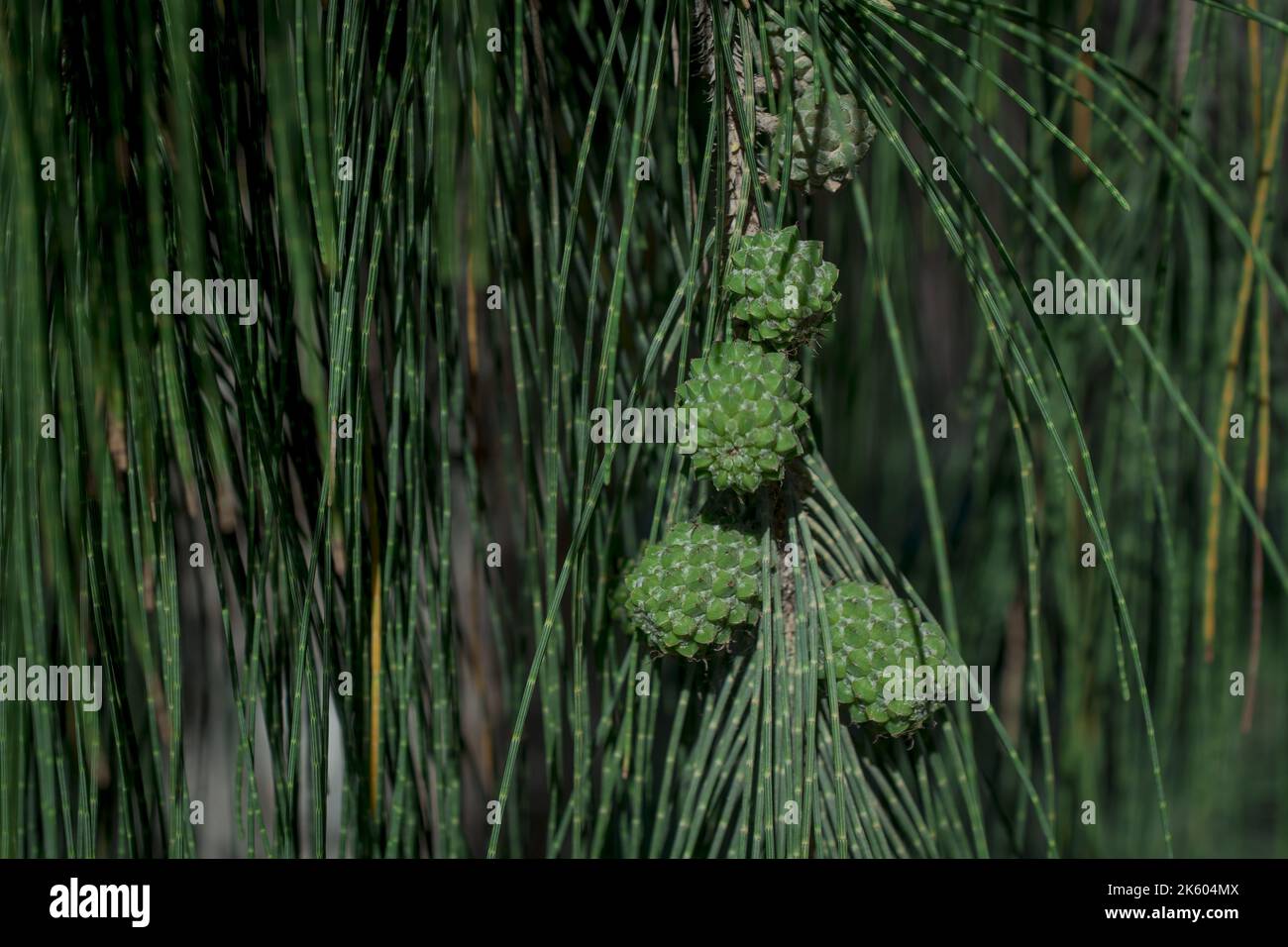Naturale astrazione - cono di pino su un ramo su uno sfondo verde. Foto Stock