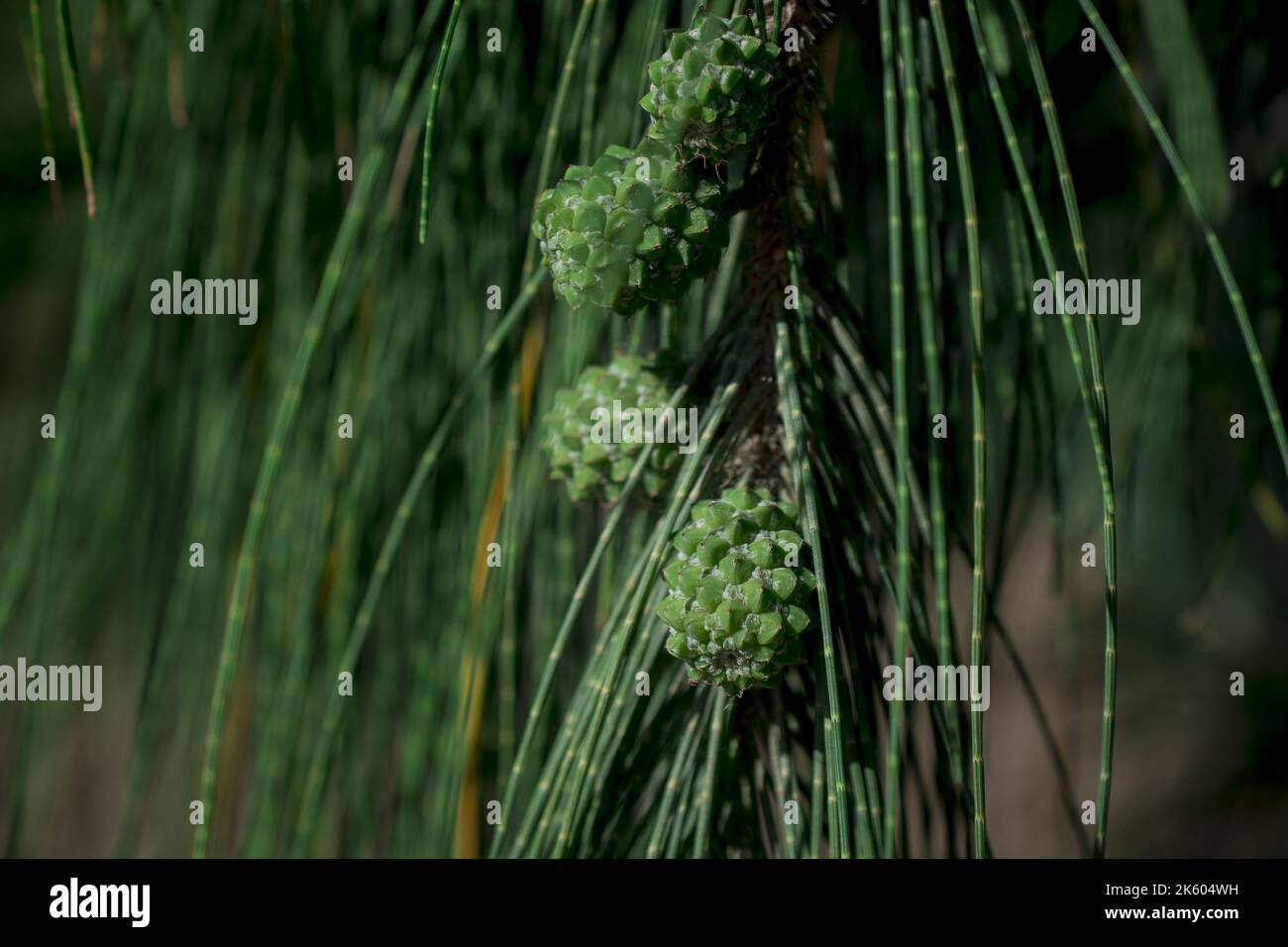 Naturale astrazione - cono di pino su un ramo su uno sfondo verde. Foto Stock