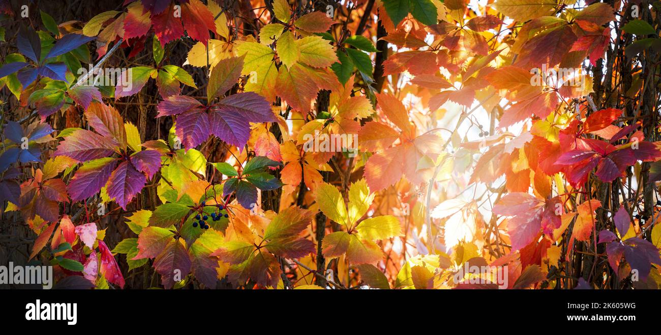 colorful autunno foglie sfondo. banner Foto Stock