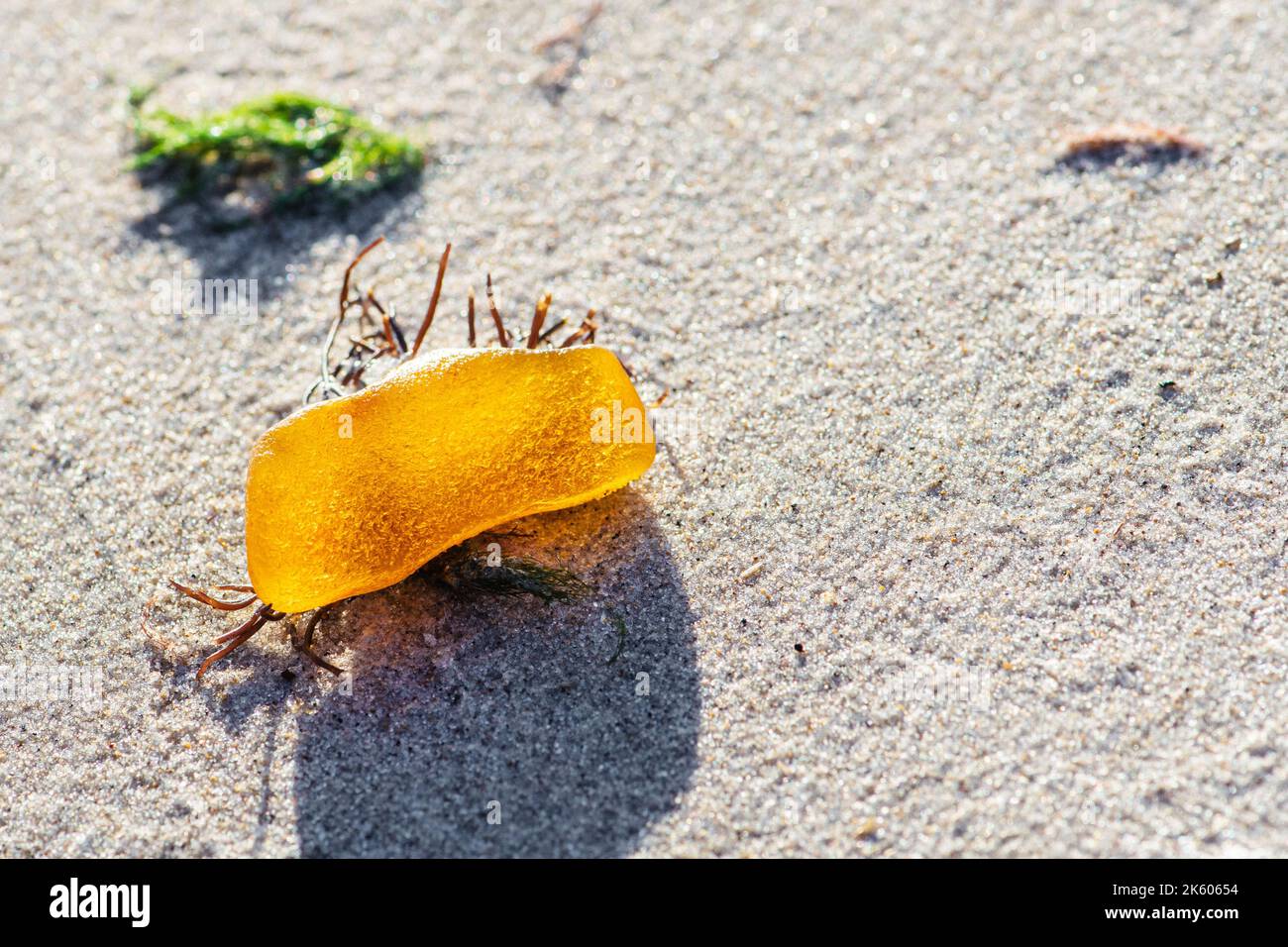 Bel pezzo di giallo ambra tra alghe o alghe nere e verdi sulla spiaggia sabbiosa Foto Stock