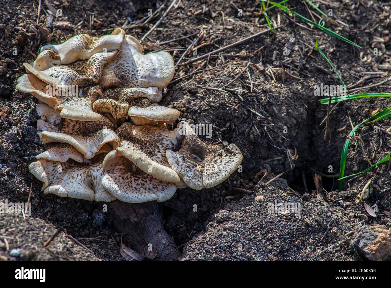 Lentinus tigrinus tigre sawgill bei funghi forestali con tappo bianco e macchie marroni. Naturale organico Foto Stock