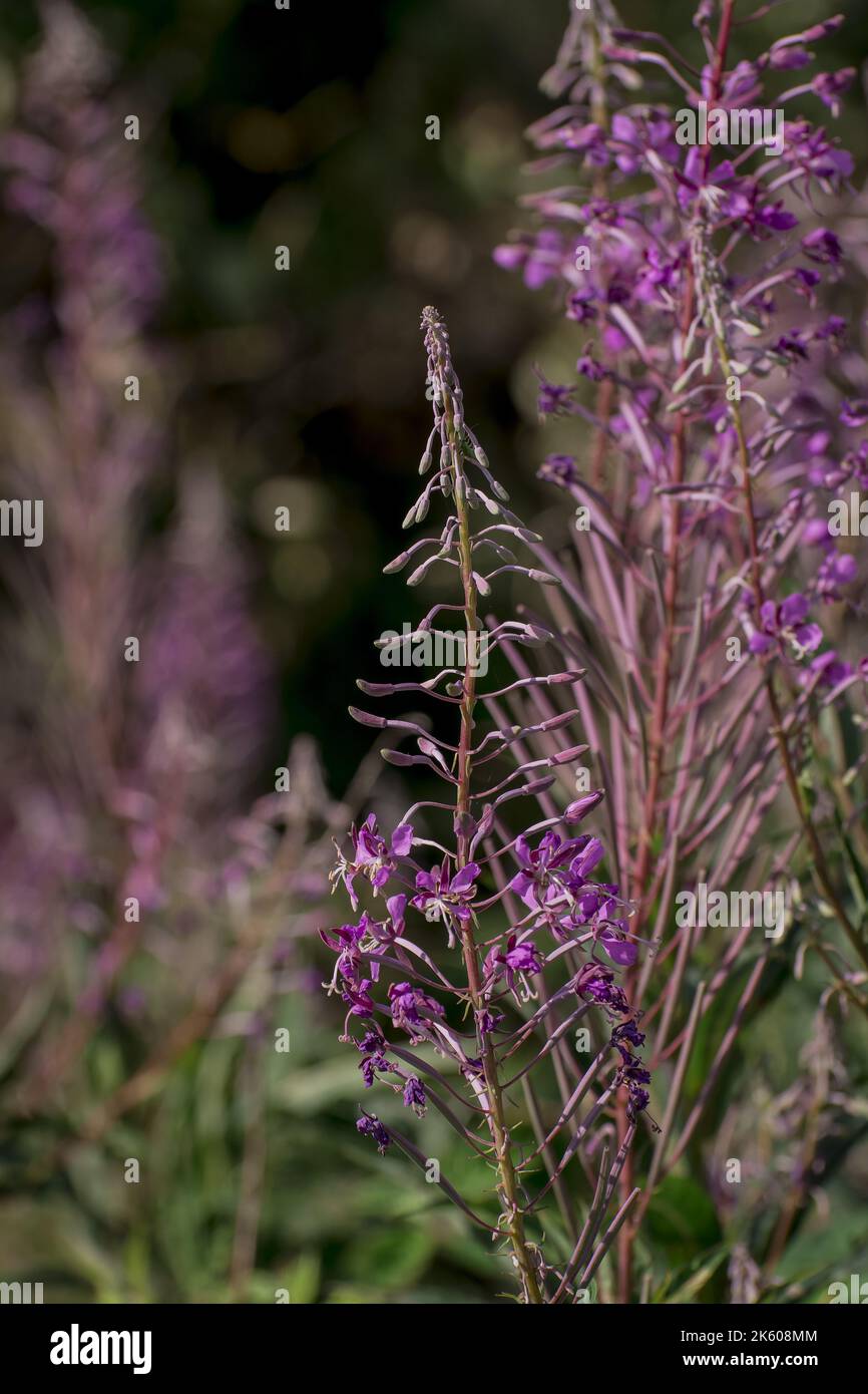 Rosebay willowherb o Epilobium angustifolium, fiore selvatico viola Foto Stock