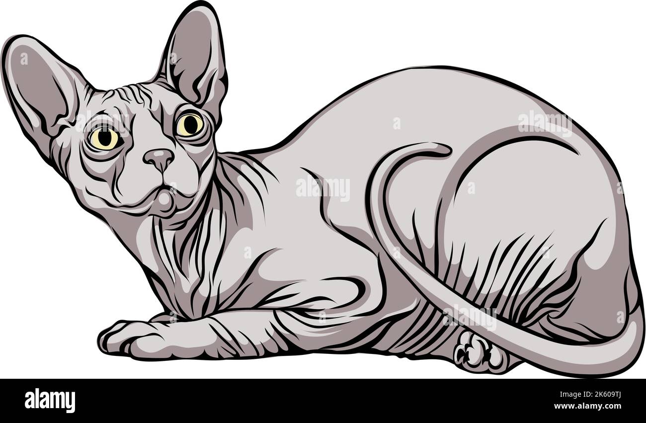 Immagine di un gatto, gatto di Sphynx, ritratto, illustrazione, set, colore, nero, isolato, semplice, icona, arte, simbolo, grafica, disegno Illustrazione Vettoriale