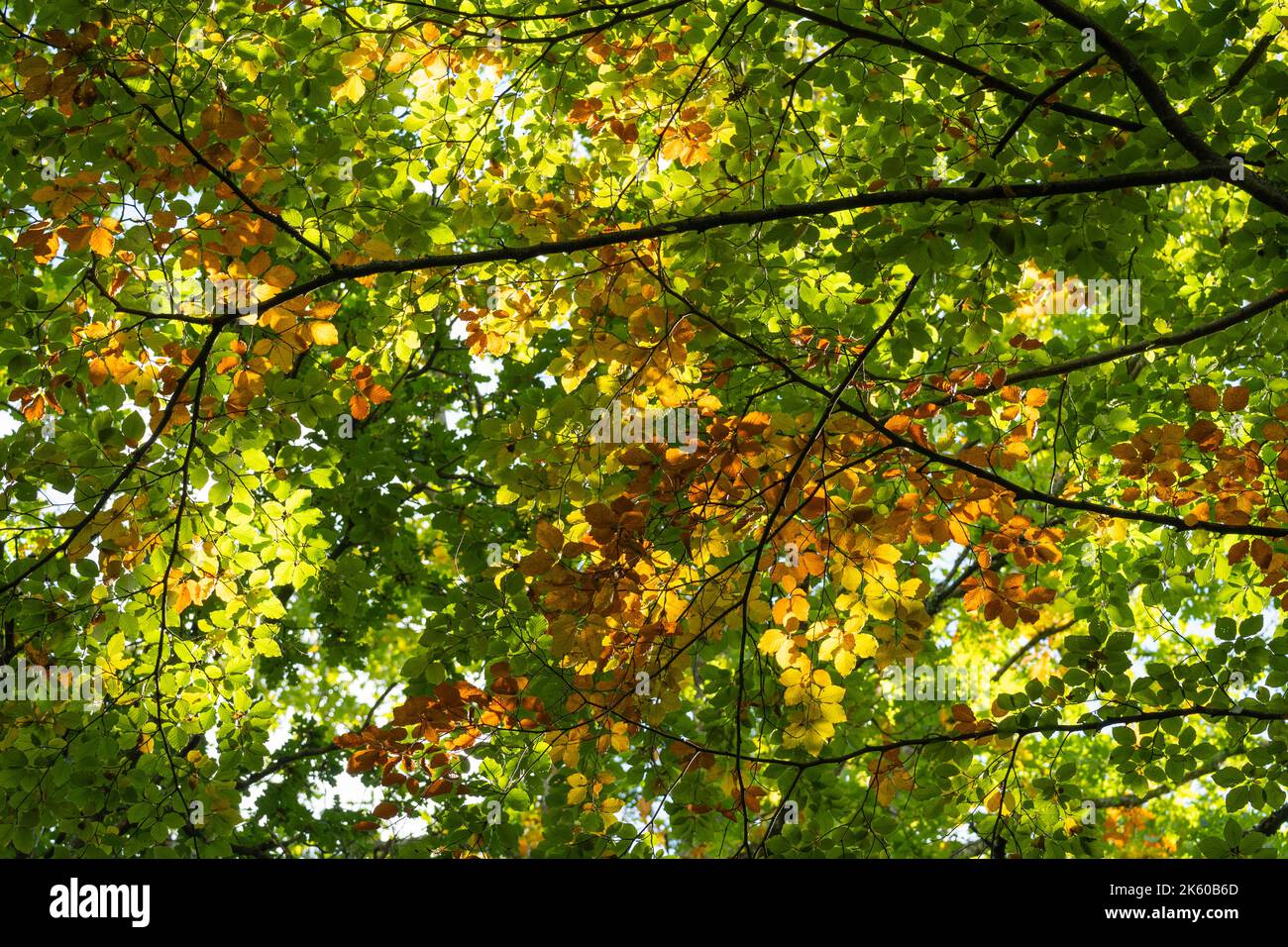 Guardando verso i rami di un faggeto (Fagus) con foglie che in autunno diventano marroni e gialle nella foresta di Alice Holt. Ottobre. Hampshire, Inghilterra Foto Stock