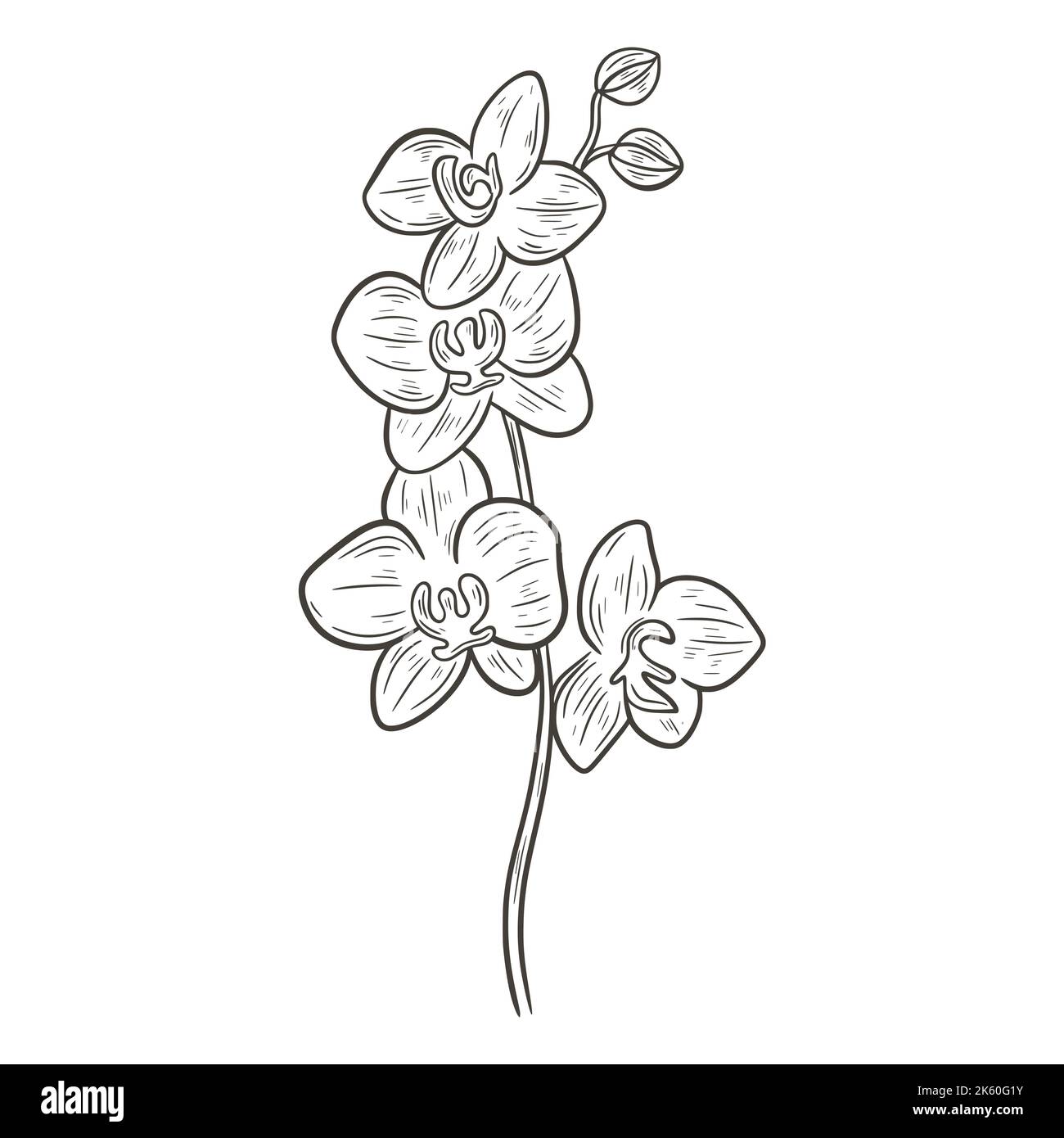 Illustrazione del vettore isolato dello schizzo monocromatico di ramificazione orchidea in fiore. I fiori di phalaenopsis sono decorazione naturale bella. Esotico fiore tropicale Illustrazione Vettoriale