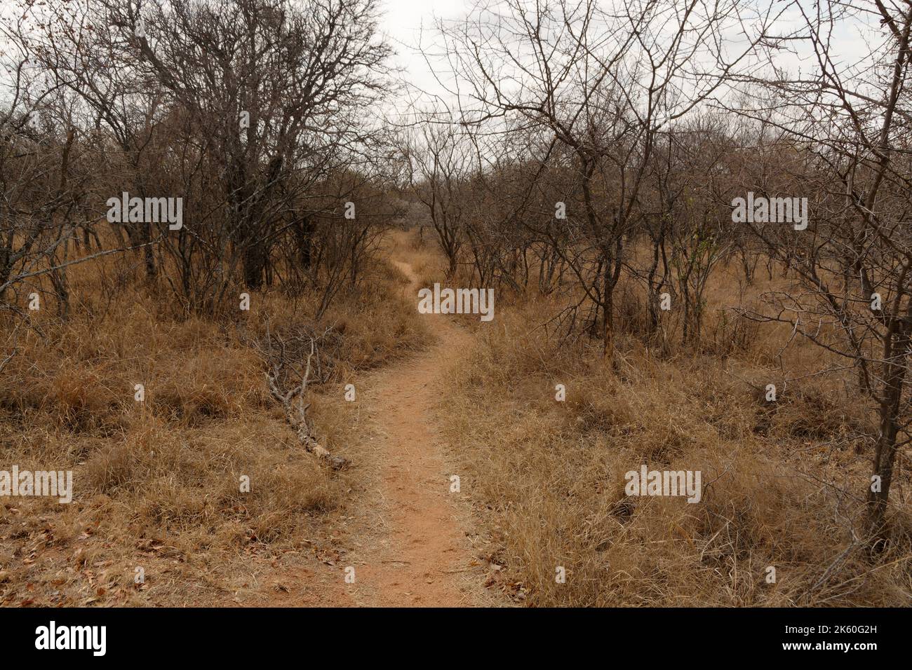 Bush Path che conduce attraverso il secco Bush Veld in Sud Africa - una passeggiata nel selvaggio Foto Stock