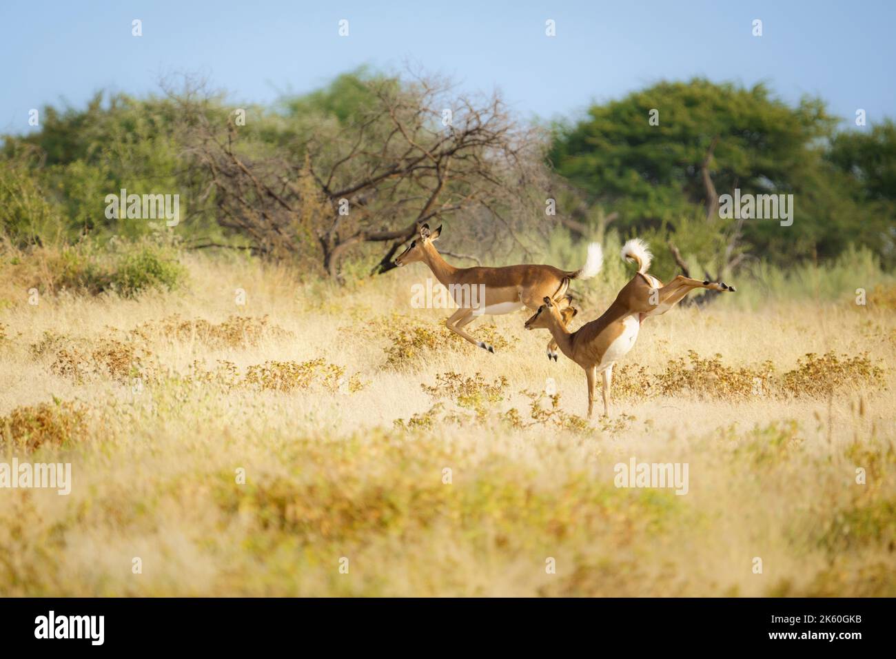 Springbok (Antidorcas marsupialis) correndo e saltando attraverso praterie gialle. Parco Nazionale di Etosha, Namibia, Africa Foto Stock