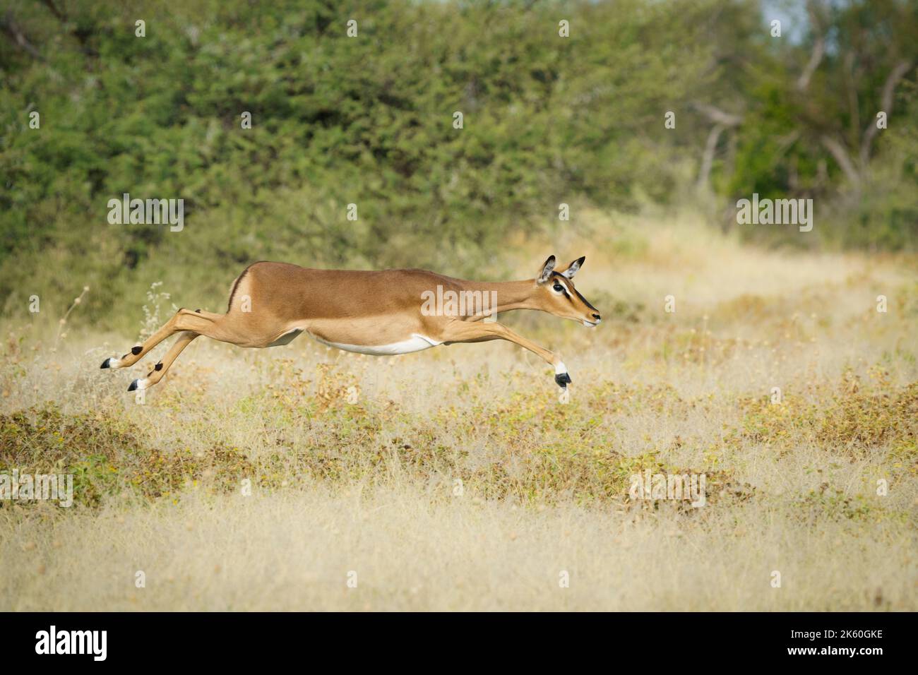 Impala (Antidorcas marsupialis) correndo e saltando attraverso praterie gialle. Parco Nazionale di Etosha, Namibia, Africa Foto Stock
