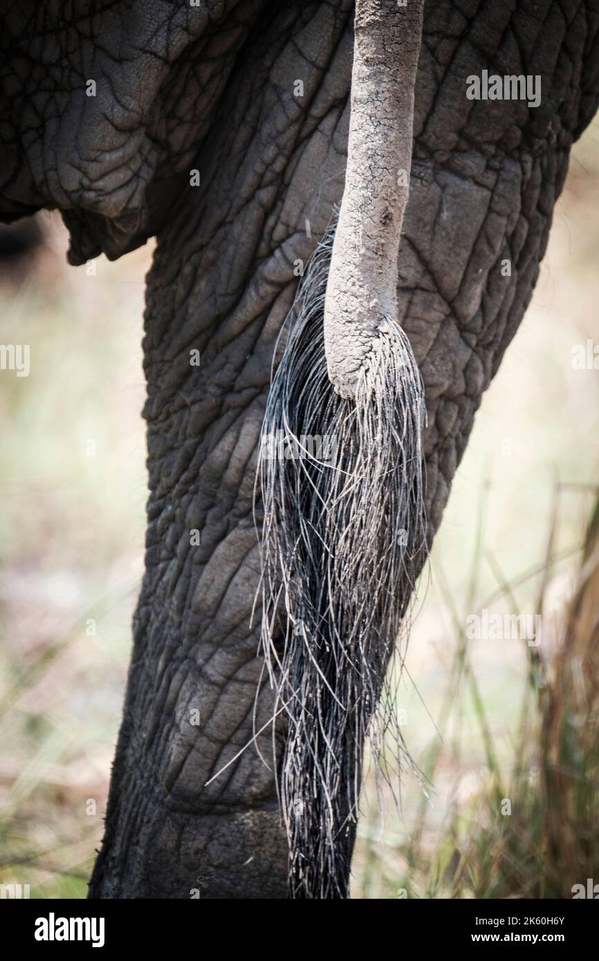 Coda di elefante (Loxodonta africana) primo piano verticale dei capelli spessi. Delta dell'Okavango, Botswana, Africa Foto Stock