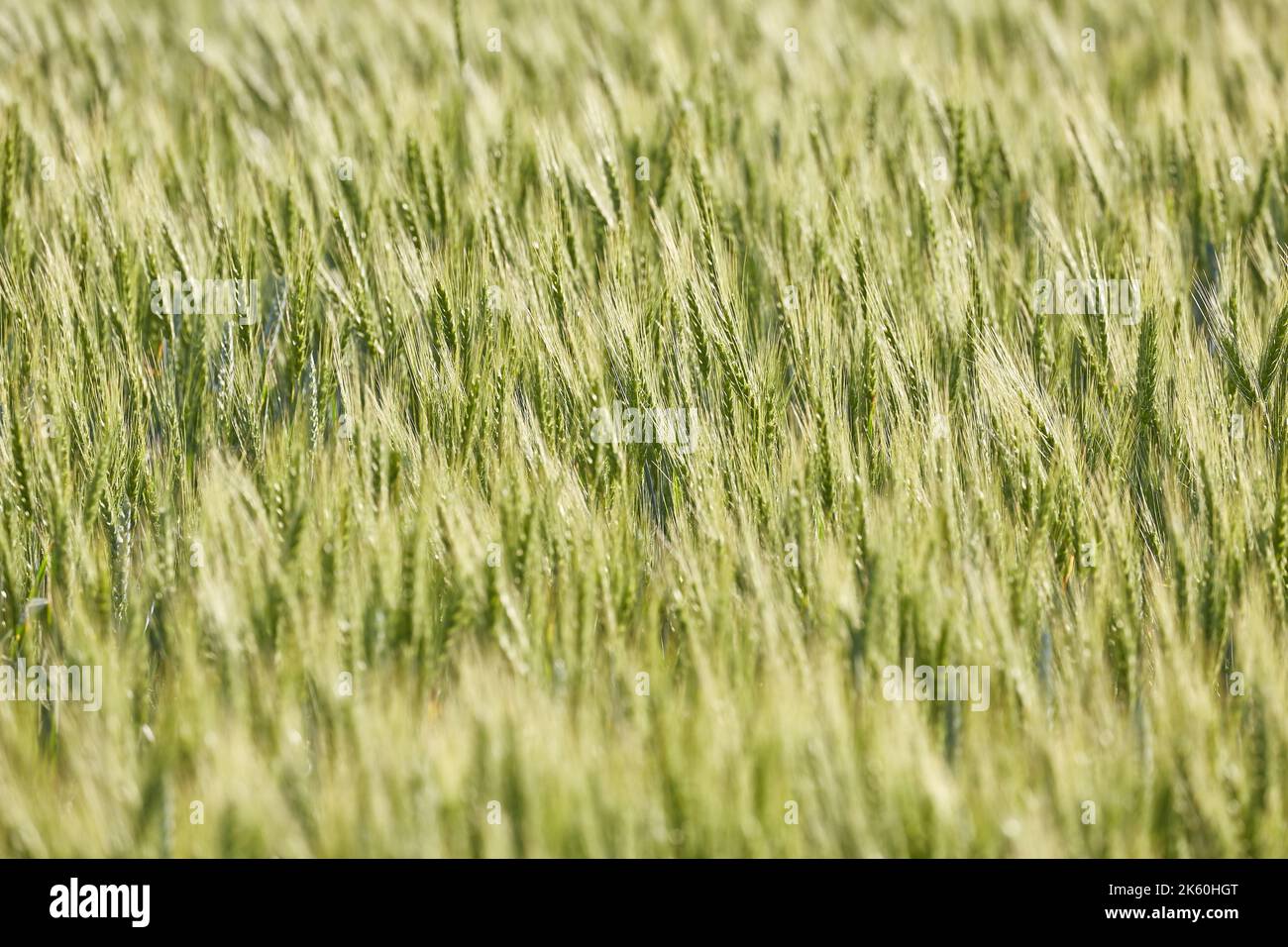 Campo di grano closeup Foto Stock