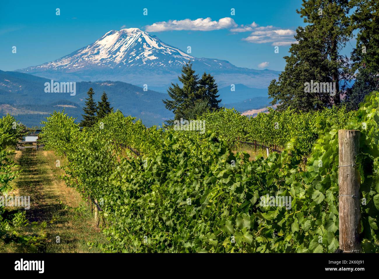 Vigna con il Monte Adams sullo sfondo, Hood River County, Oregon, USA Foto Stock