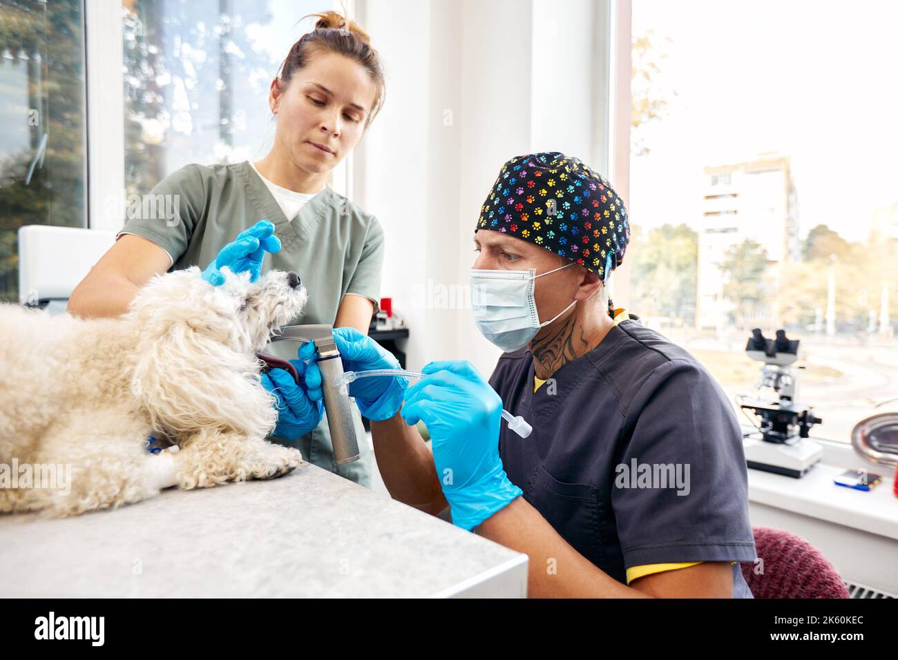 Veterinaria e cura degli animali. Dottore inserimento tubo tracheale aiutare il cane. Foto di alta qualità. Foto Stock