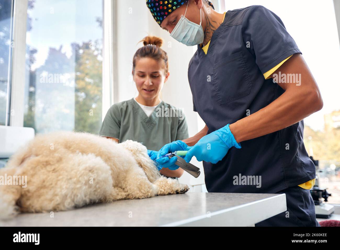 Veterinaria e cura degli animali. Dottore inserimento tubo tracheale aiutare il cane. Foto di alta qualità. Foto Stock
