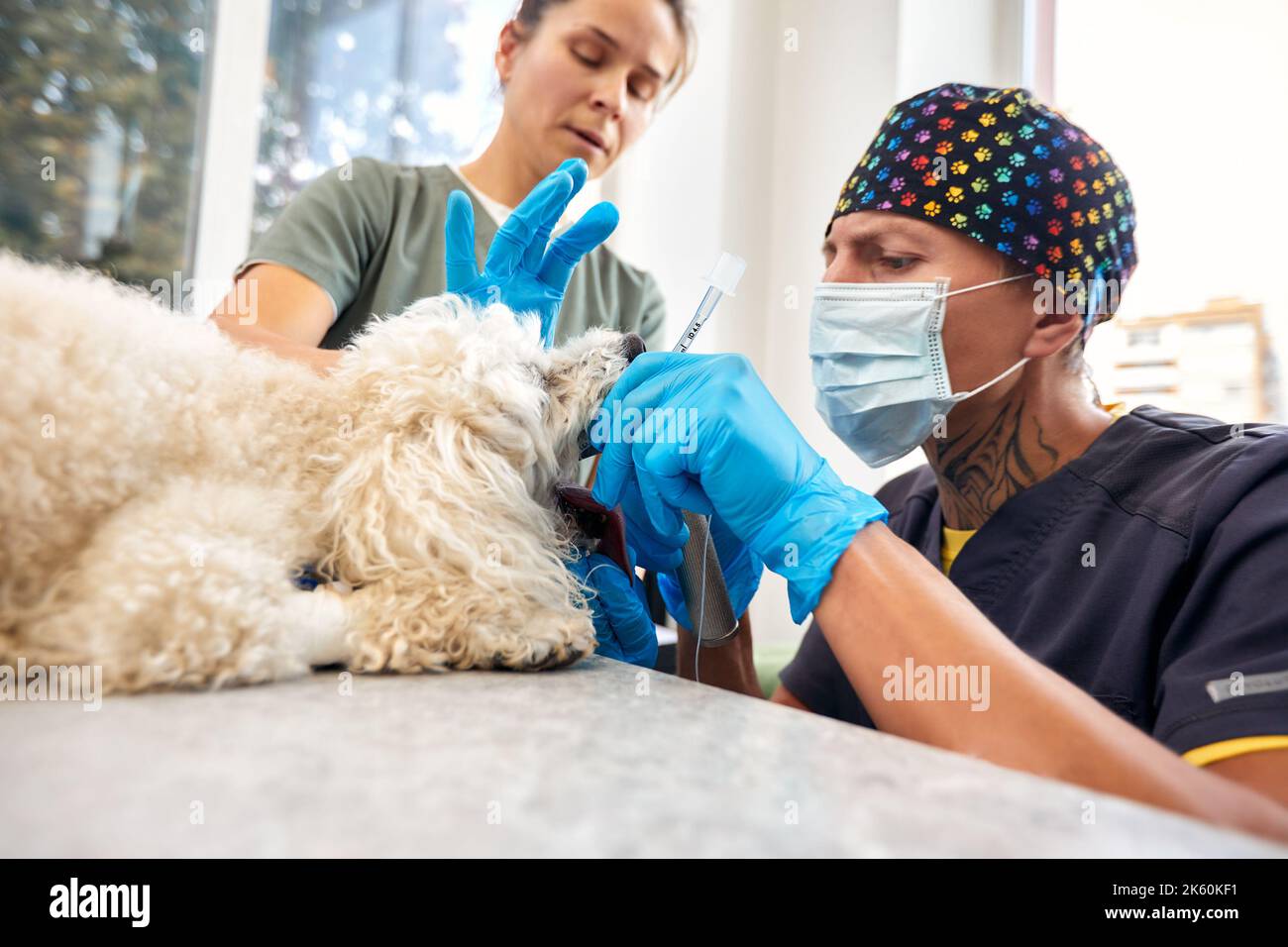 Veterinaria e cura degli animali. Dottore inserimento tubo tracheale aiutare il cane. Foto di alta qualità. Foto Stock