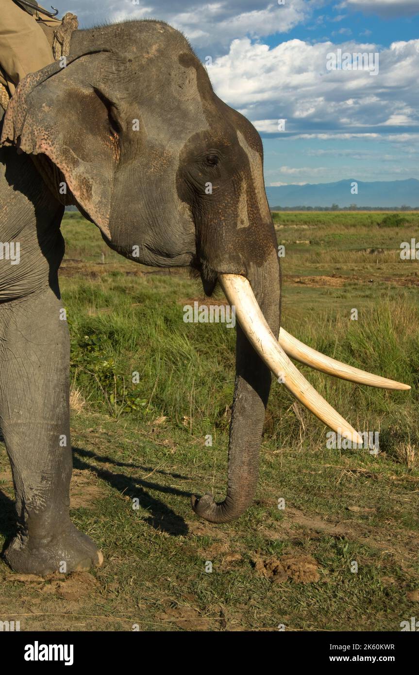 O asiatico Elefante Asiatico, Elephas maximus, il parco nazionale di Kaziranga, Assam, India Foto Stock