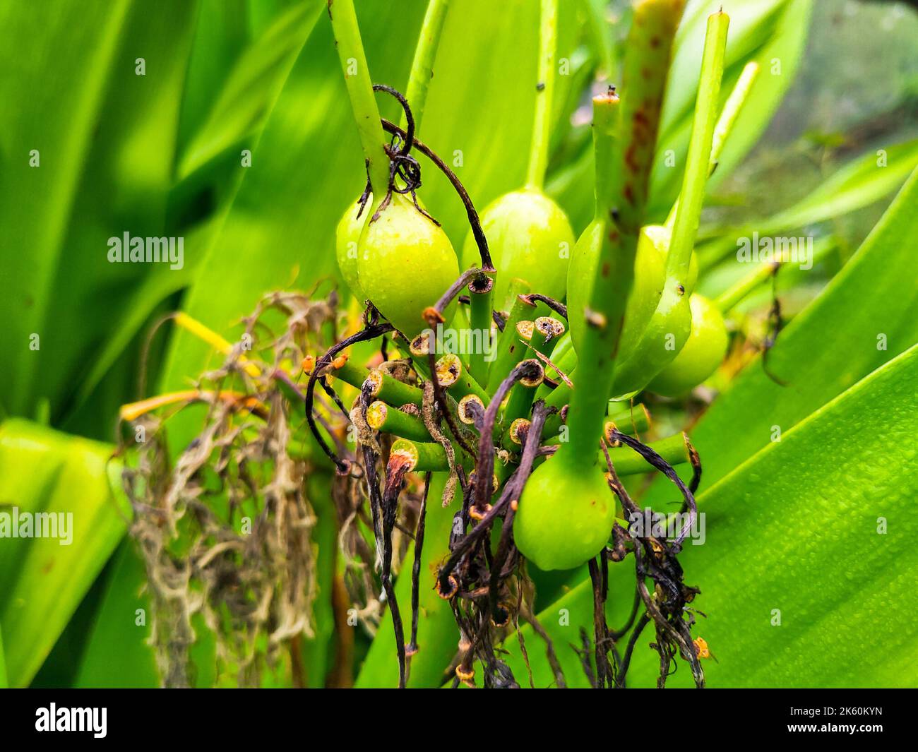 Piante velenose. Crinum asiaticum, comunemente noto come bulbo di veleno, giglio di crinum gigante, giglio di crinum grande, o giglio di ragno. Uttarakhand India. Foto Stock