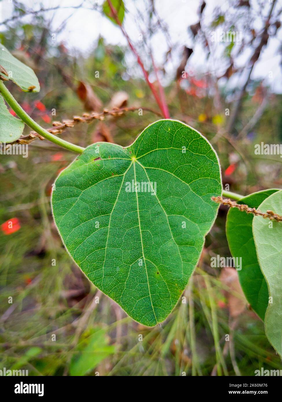 Un primo piano di una foglia verde con sistema venoso visibile. Le vene sono composte da cellule dello xilema e del floem. uttarakhand India. Foto Stock