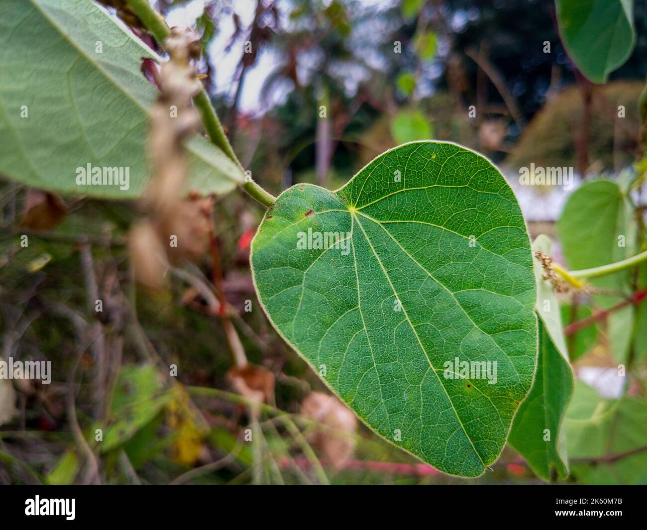 Un primo piano di una foglia verde con sistema venoso visibile. Le vene sono composte da cellule dello xilema e del floem. uttarakhand India. Foto Stock
