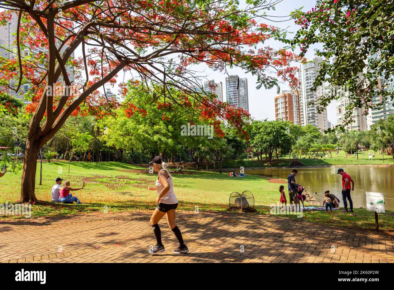 Goiânia, Goias, Brasile – 09 ottobre 2022: Parco fiammeggiante nella città di Goiânia dove si trova un albero chiamato anche Flamboyant (regione di Delonix) Foto Stock