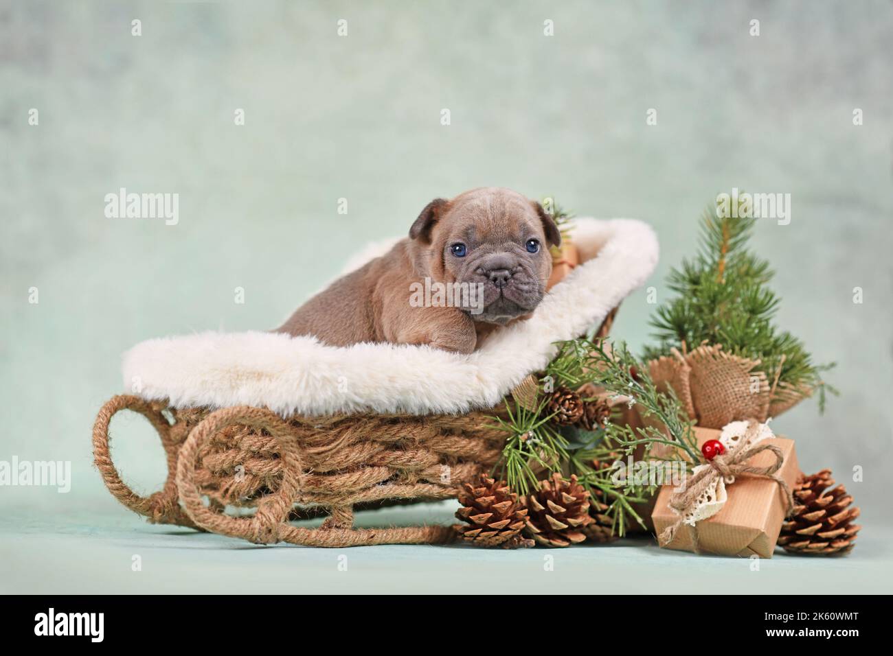 Cucciolo di cane Bulldog francese in slitta natalizia circondato da decorazioni stagionali di fronte al muro verde Foto Stock