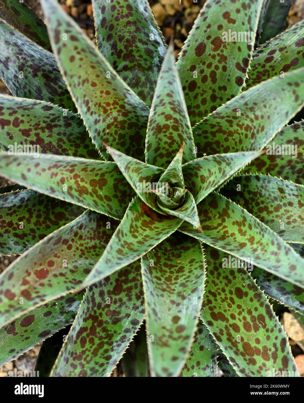 Primo piano della rosetta fogliare di un Agave Pineapple Express. Foto Stock