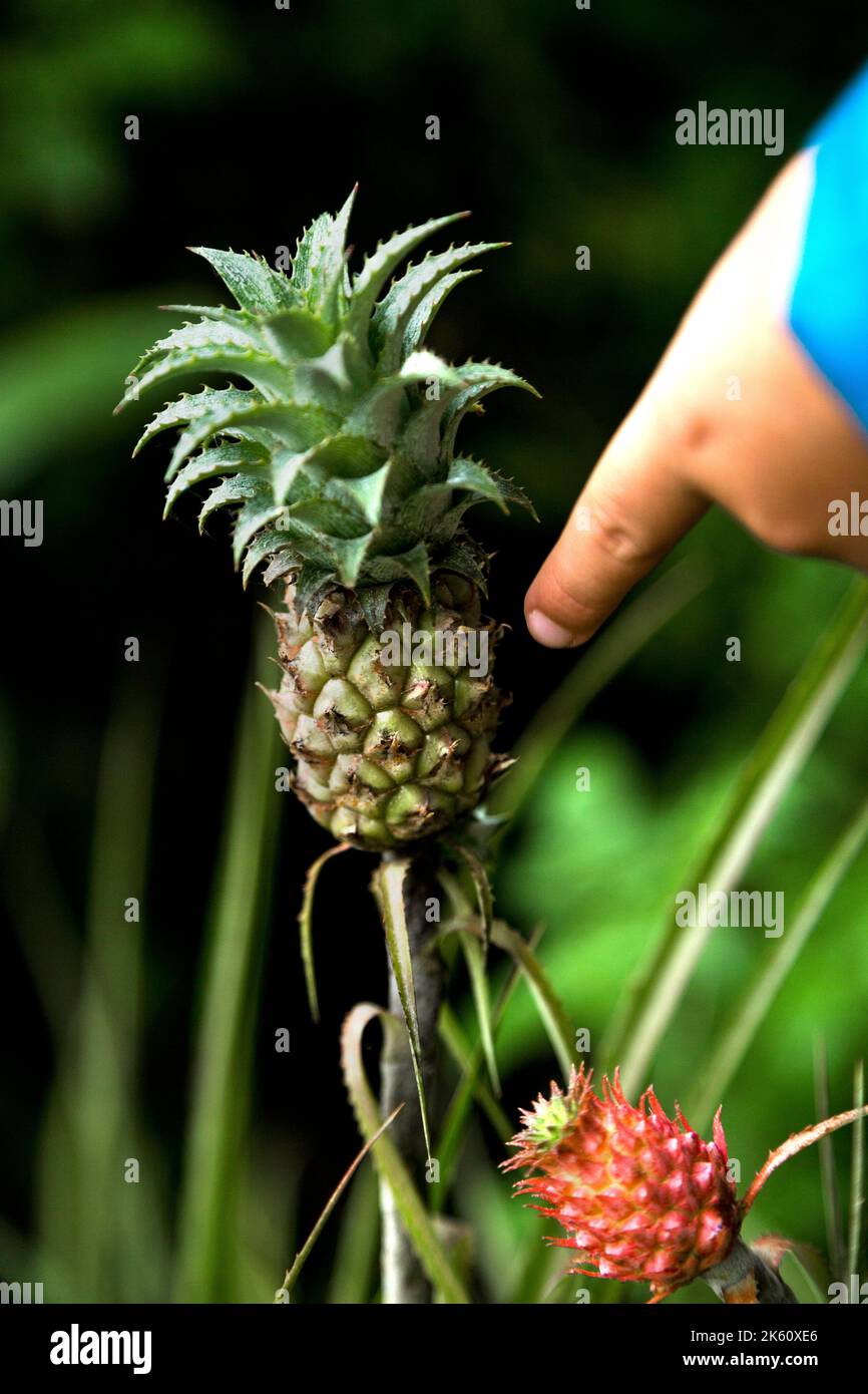 Pianta di ananas, la mano del bambino che indica. Concetto di cibo naturale e sano. Foto Stock