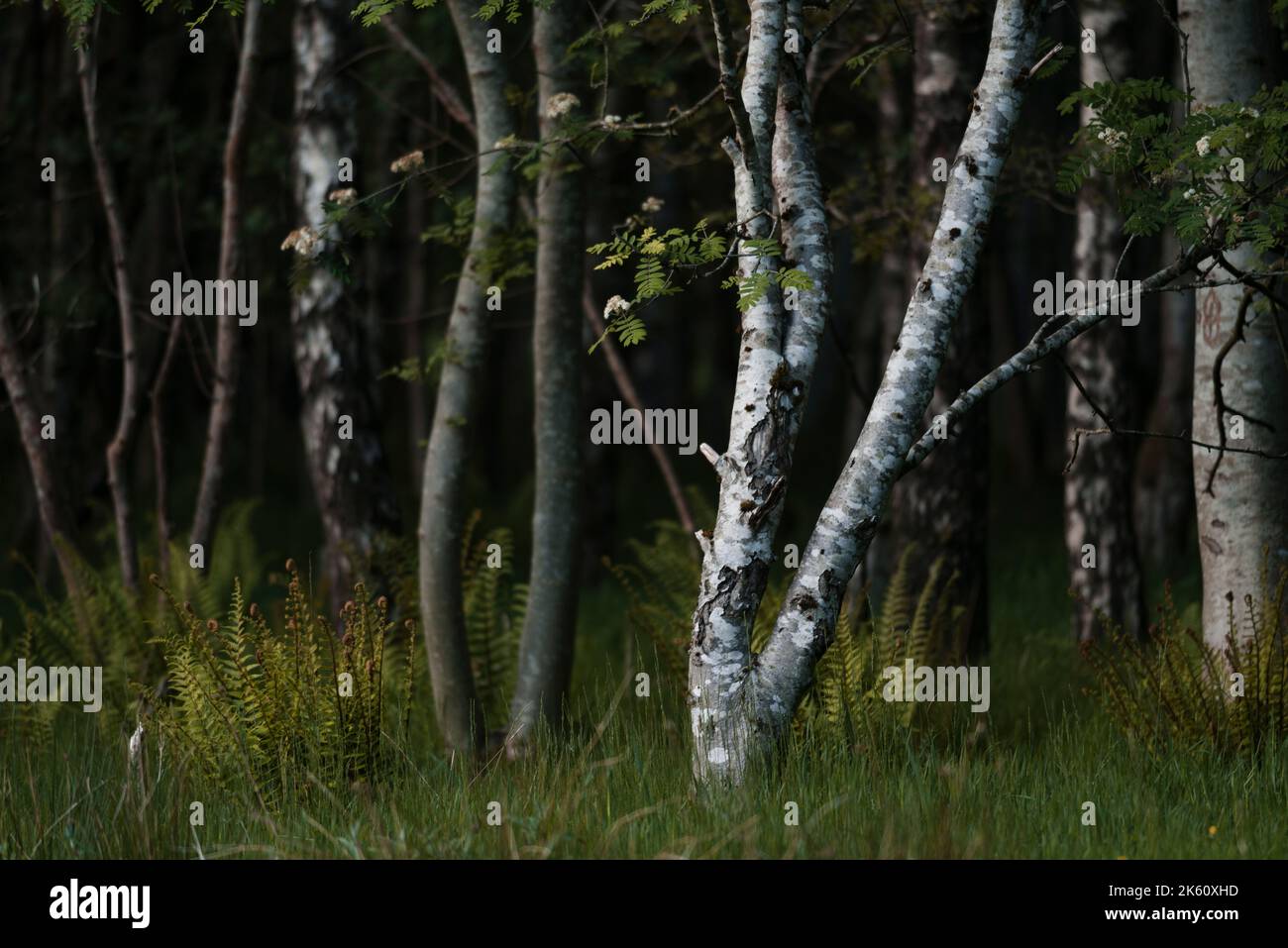 Foresta Foto Stock