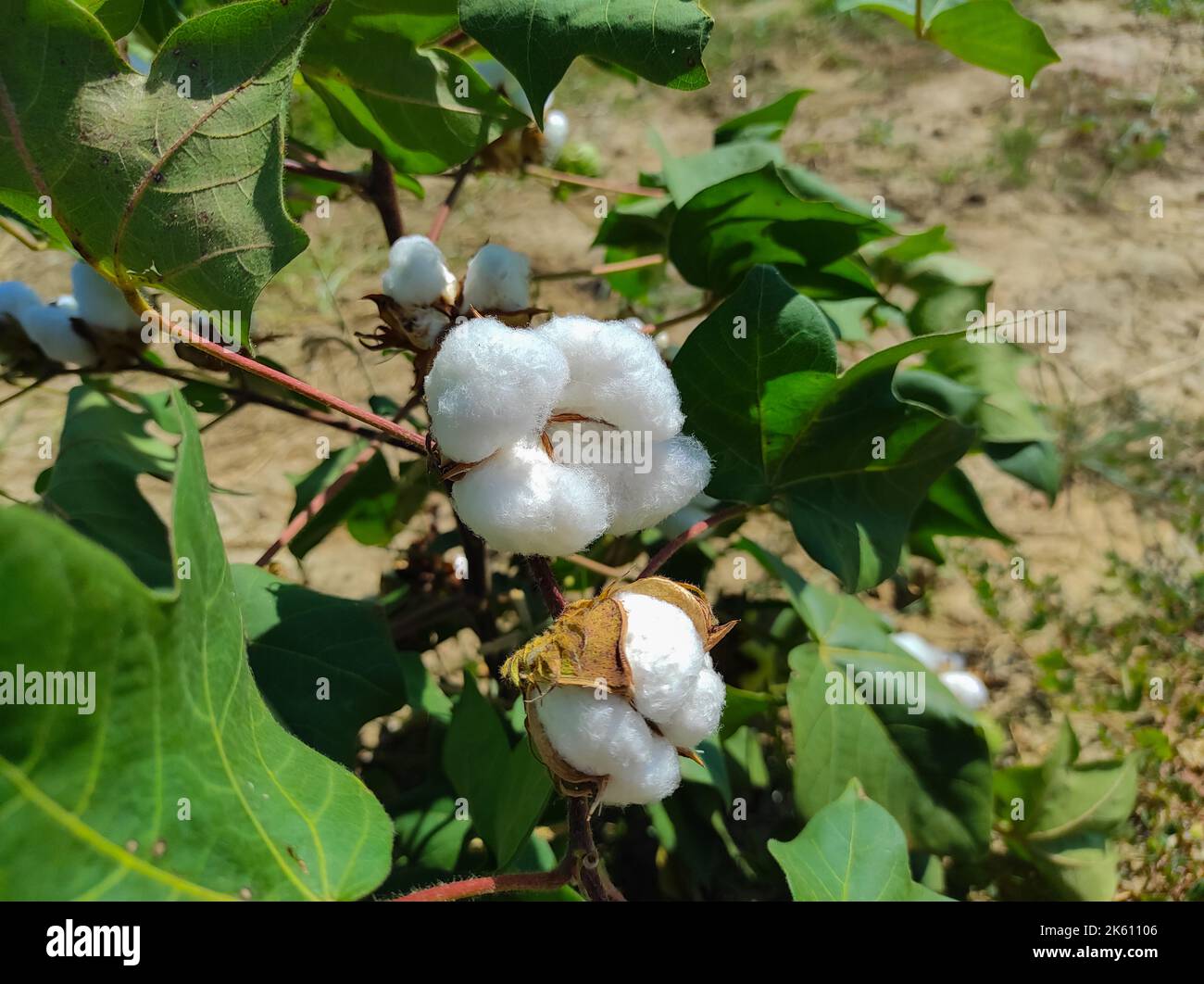 Un bel colpo di primo piano di villaggio indiano Farm in BT Cotton Flowers Plant Foto Stock