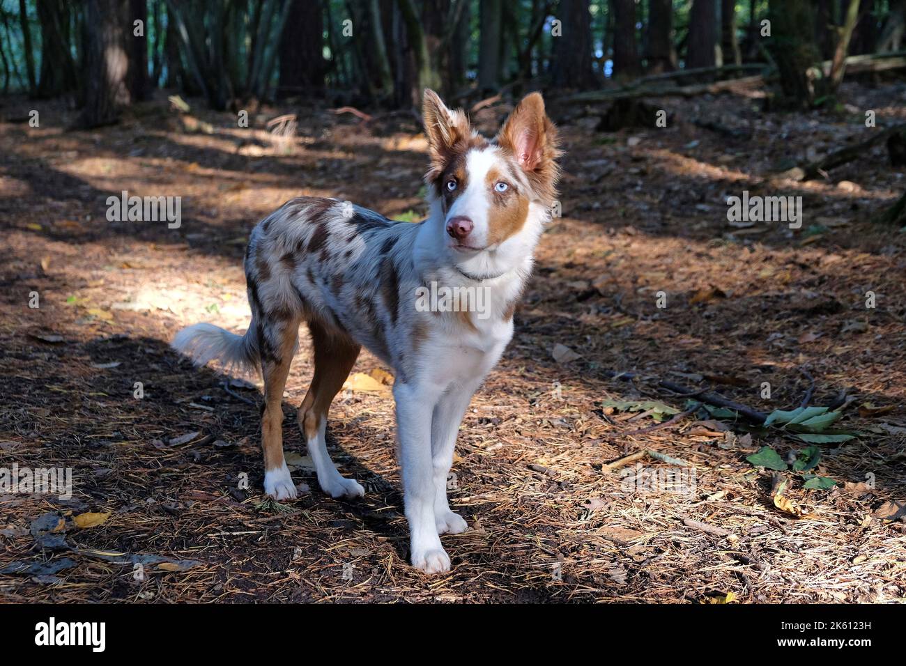 Un tricolore rosso merle bordo collie cucciolo di cinque mesi, nel bosco. Foto Stock