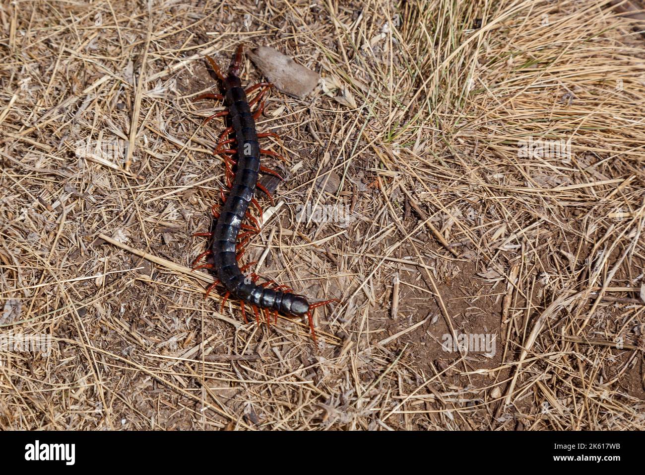 Artropodi invertebrati di Centipede. Centipede nero con zampe rosse in erba secca Foto Stock