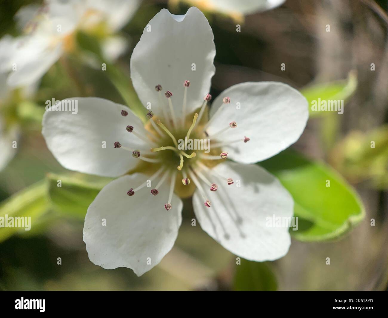 Primo piano di una prugna di ciliegia bianca, Prunus cerasifera Foto Stock
