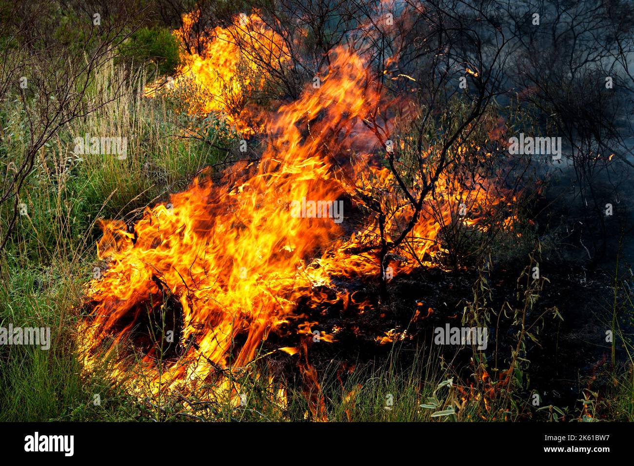 Gestione dei Bushfire nell'Outback australiano. Foto Stock