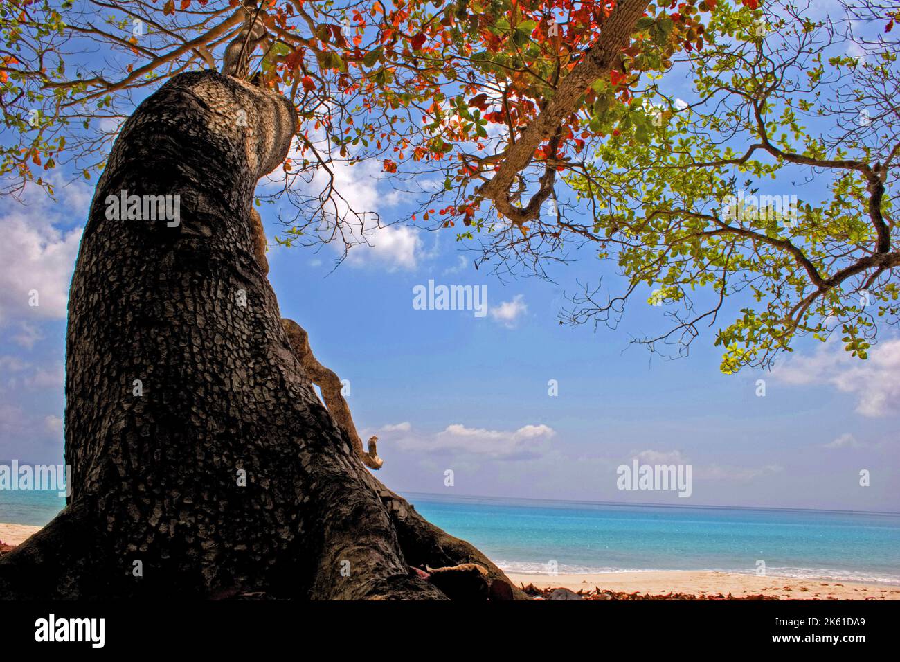 Albero sulla spiaggia - Spiaggia No7, Havelock, Isole Andamane. Foto Stock