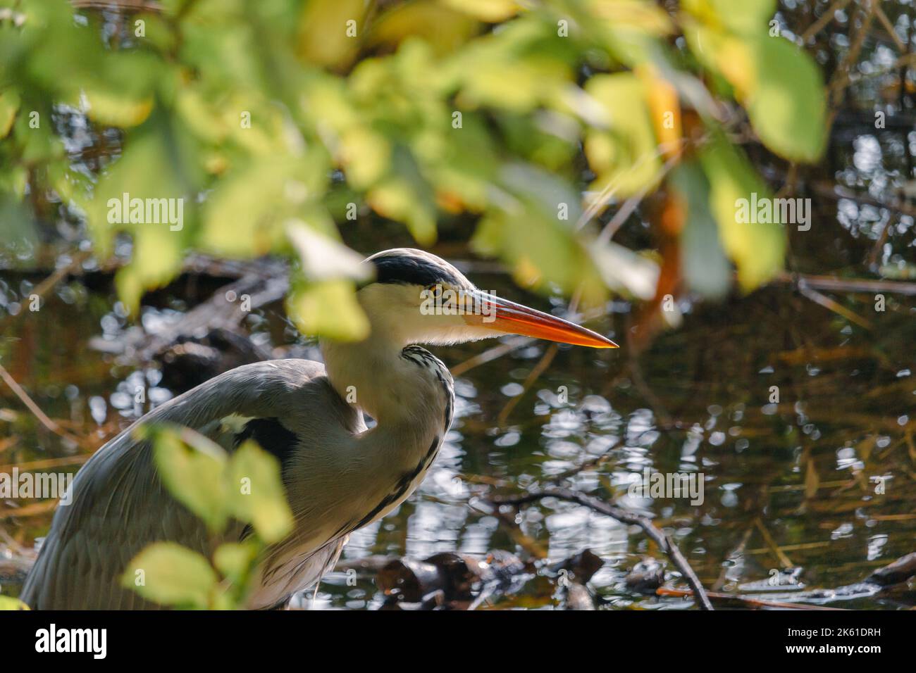 Airone grigio, ardea cinerea, pesca in riva al lago Foto Stock