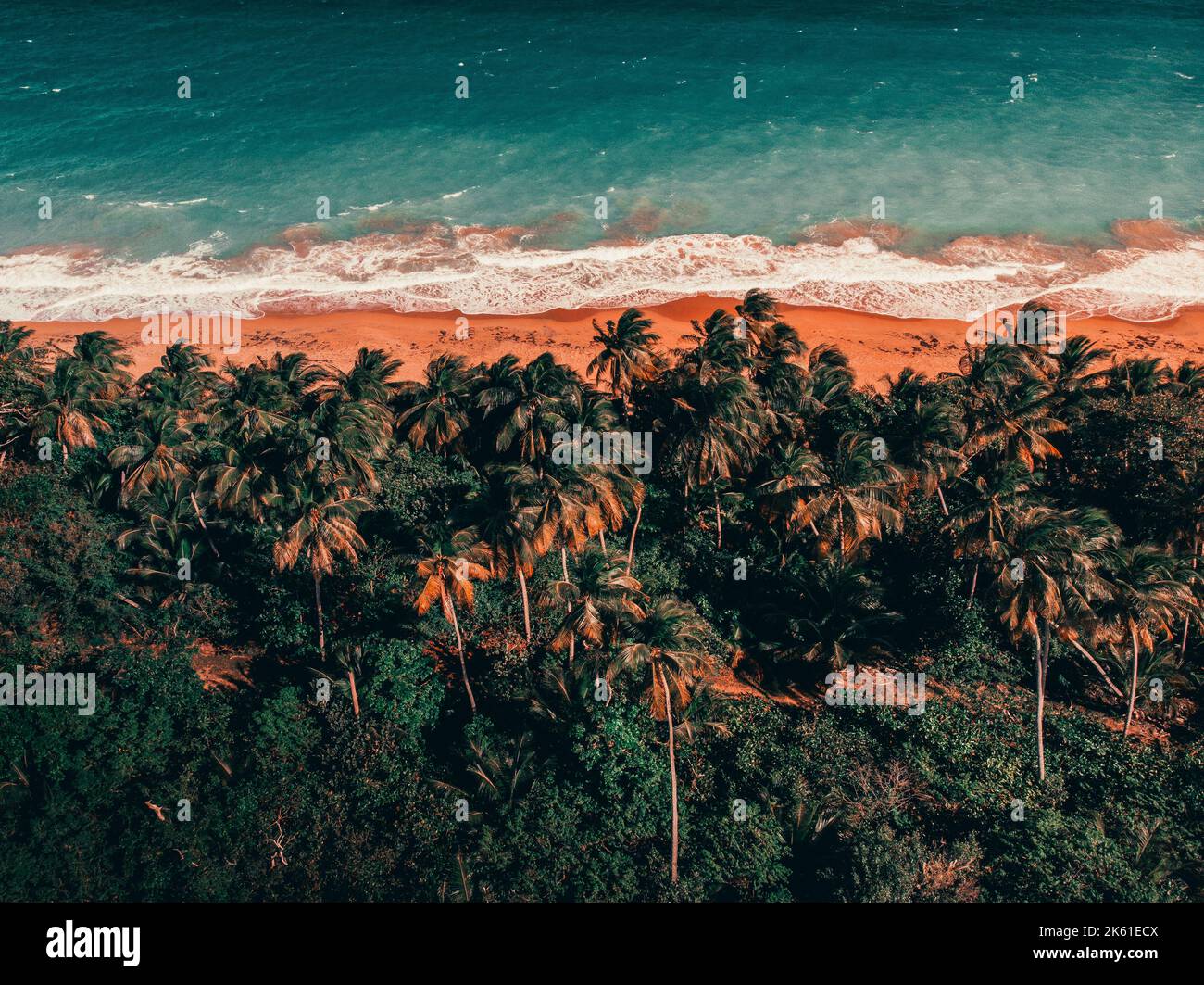 Strati di palme, sabbia e oceano da una spiaggia di Puerto rico Foto Stock